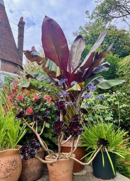 Mayfield Gardens